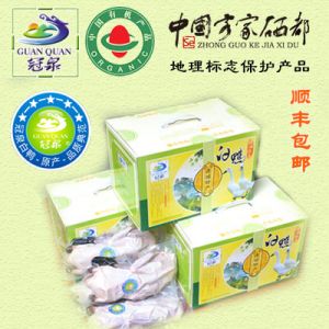 冠泉五星連城白鴨