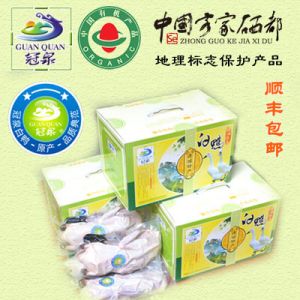 冠泉二星連城白鴨
